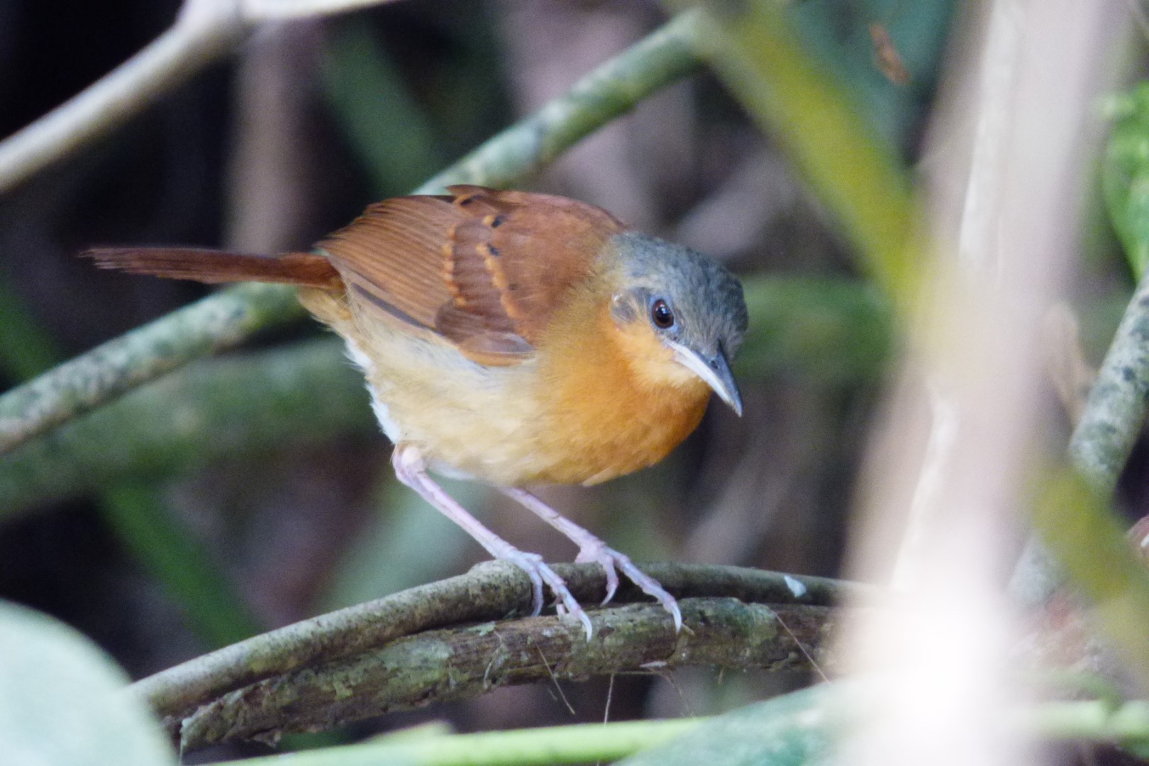 White-bellied Antbird
