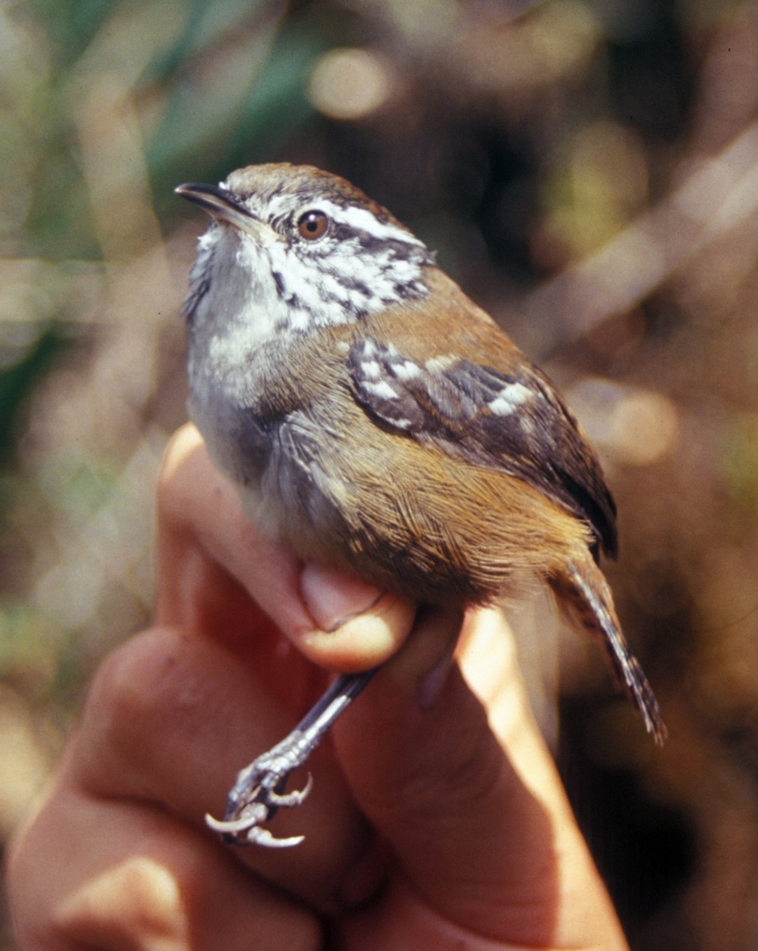 White-bellied Antbird