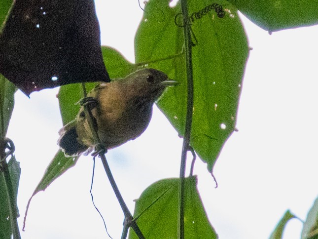 White-bellied Antbird
