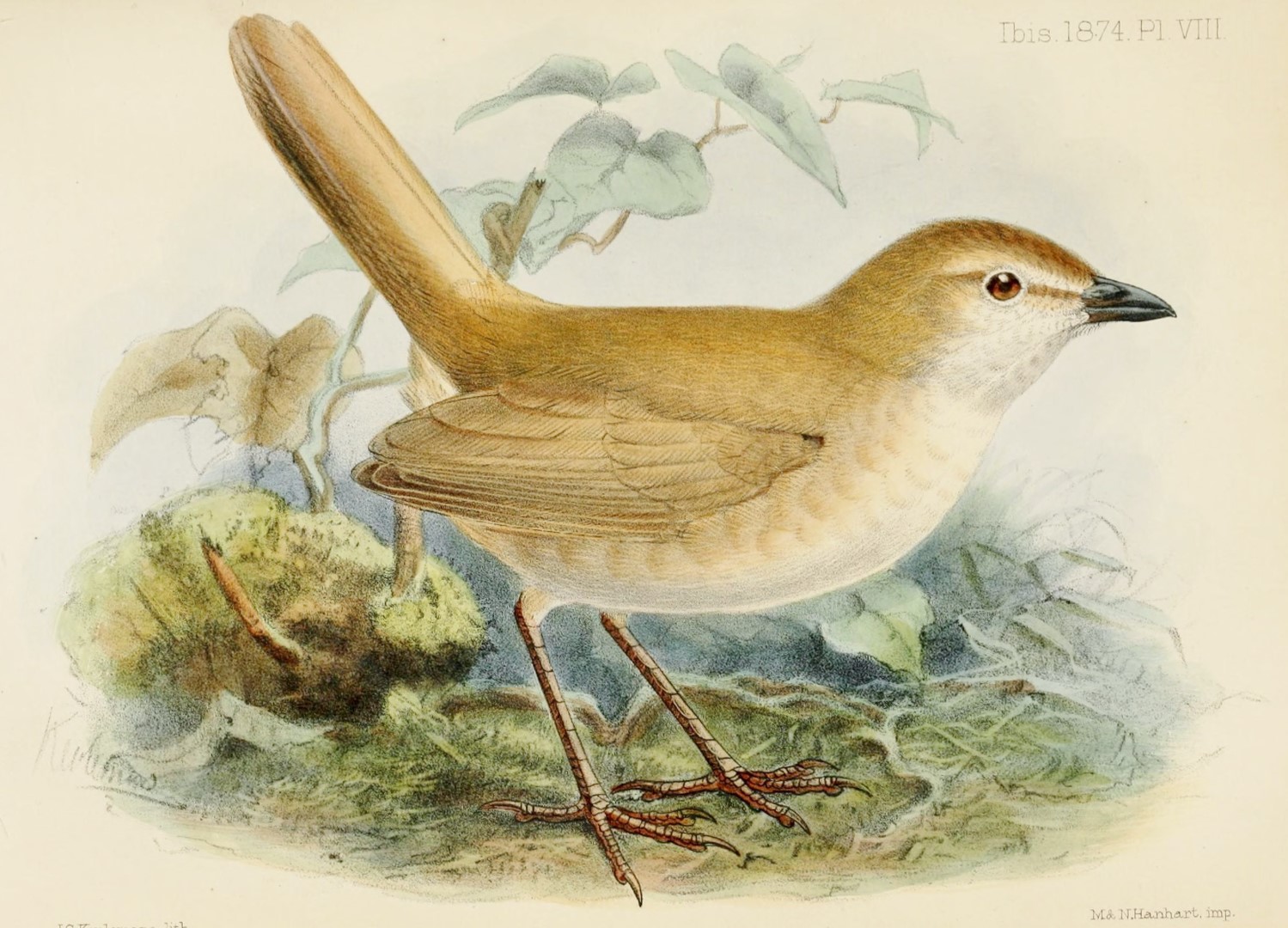 White-bellied Antpitta