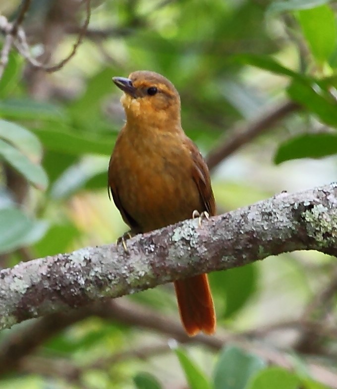 White-bellied Antpitta