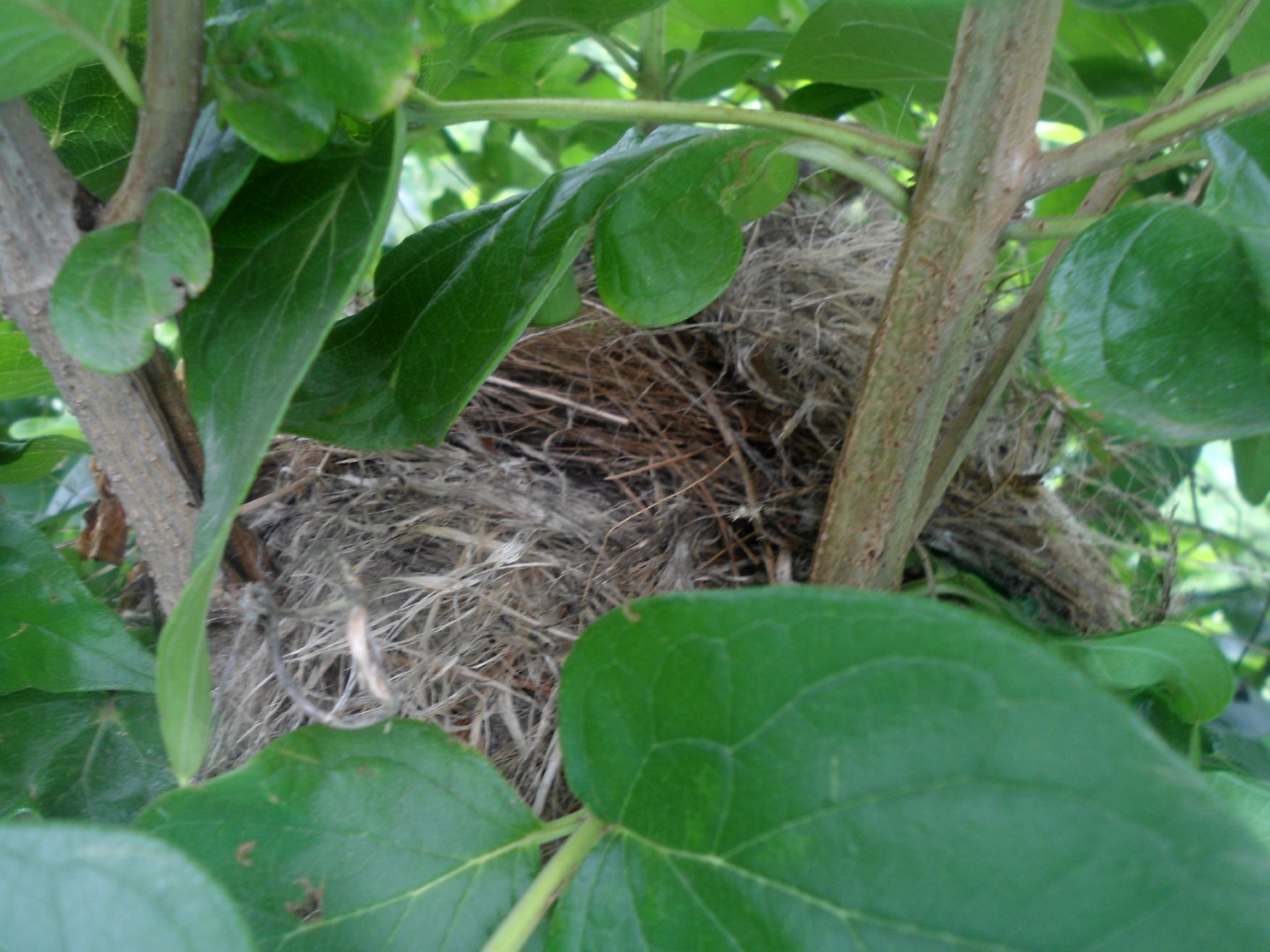 White-bellied Blue Flycatcher