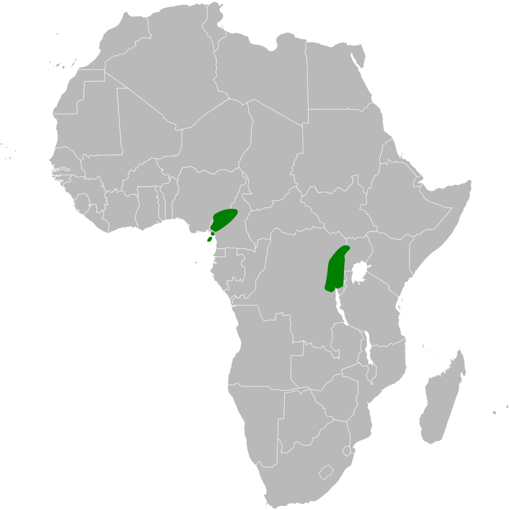 White-bellied Blue Flycatcher