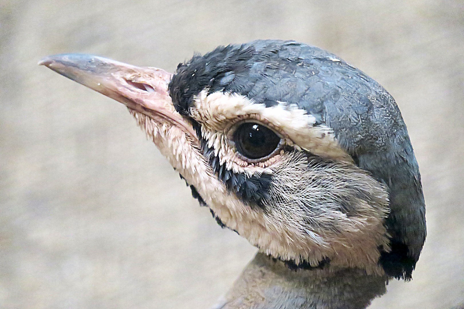 White-bellied Bustard