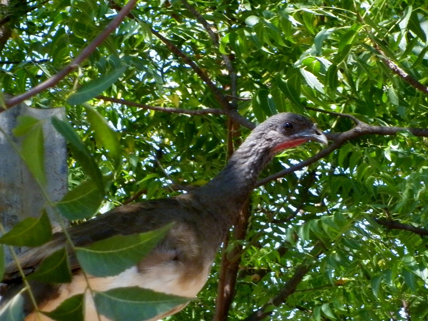 White-bellied Chachalaca