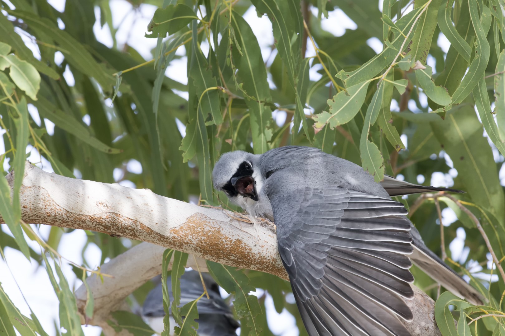 White-bellied Cuckooshrike