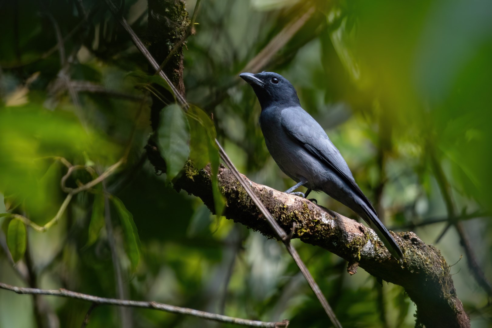 White-bellied Cuckooshrike