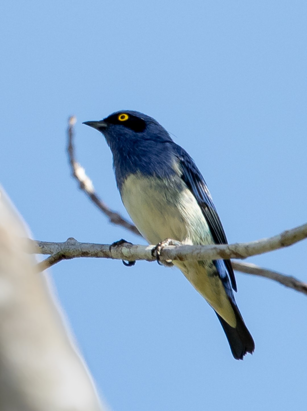 White-bellied Dacnis