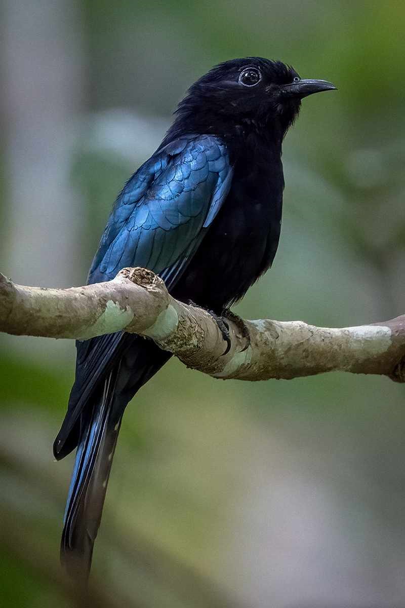 White-bellied Drongo
