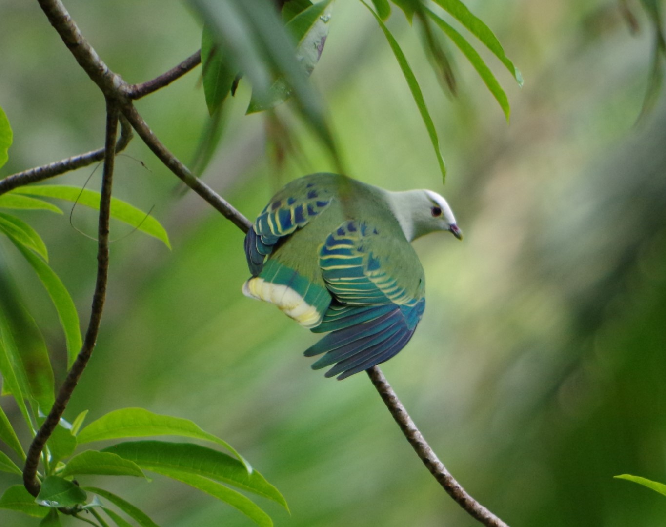 White-bellied Fruit Dove
