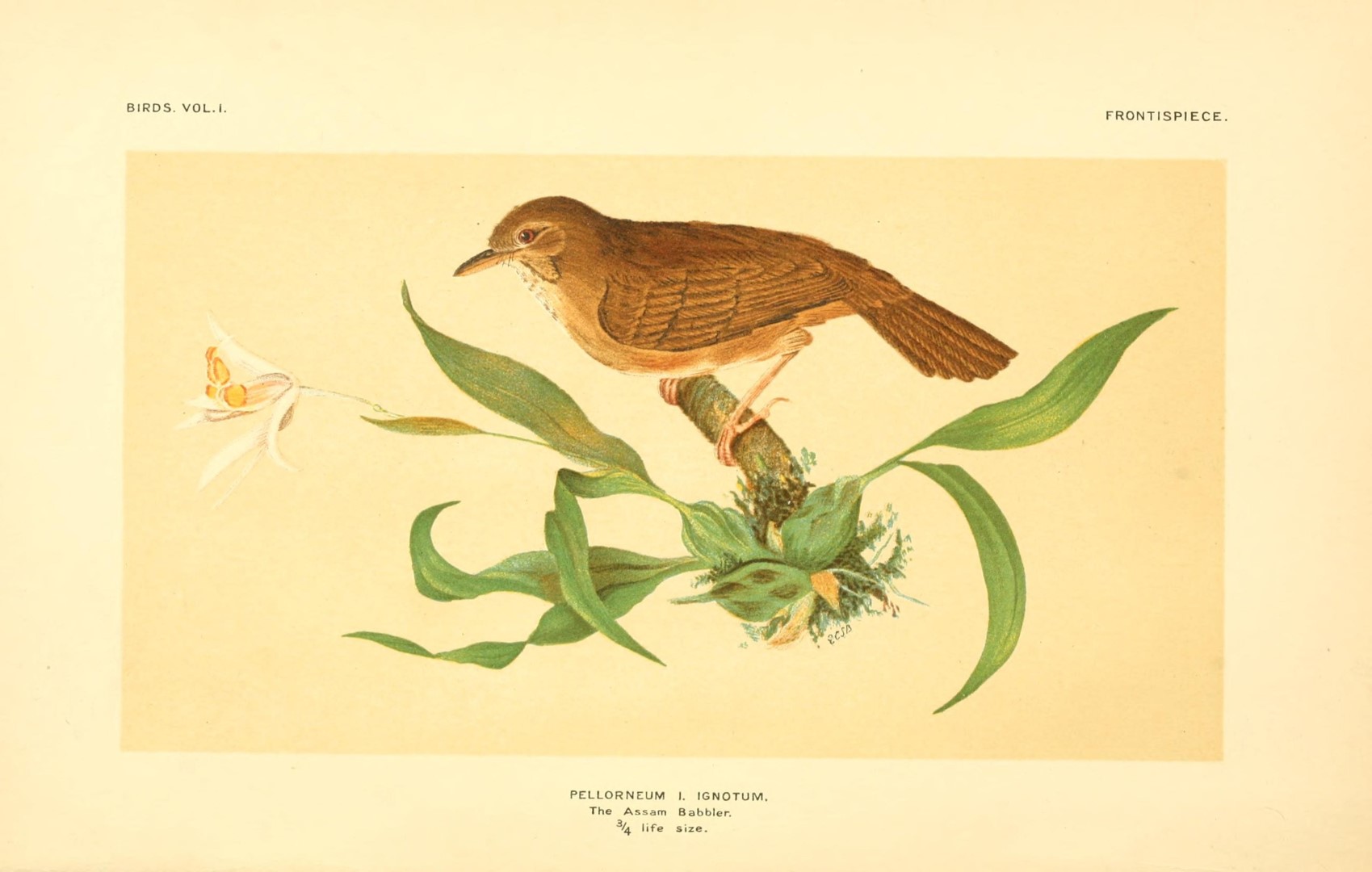 White-bellied Fulvetta