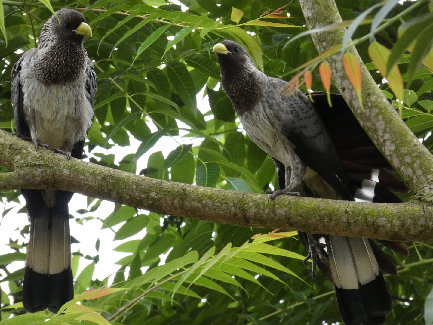 White-bellied go-away bird