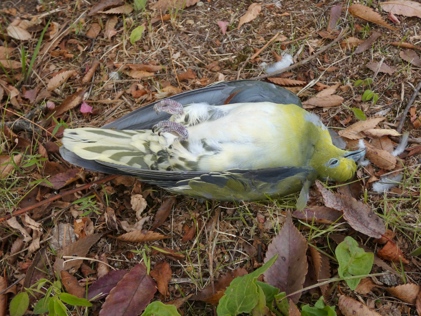 White-bellied Green Pigeon