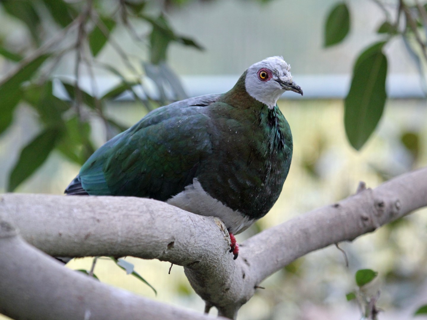 White-bellied Imperial Pigeon