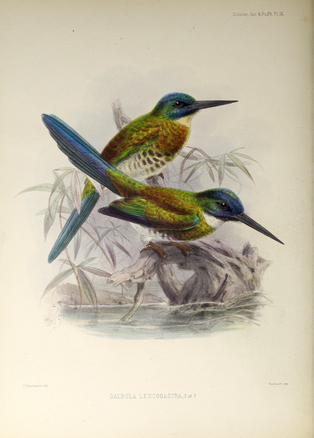 White-bellied Jacamar