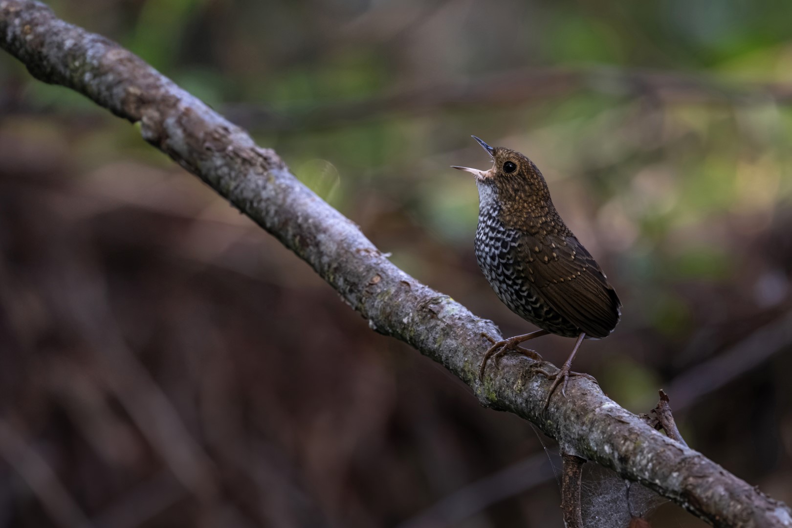 White-bellied Minivet