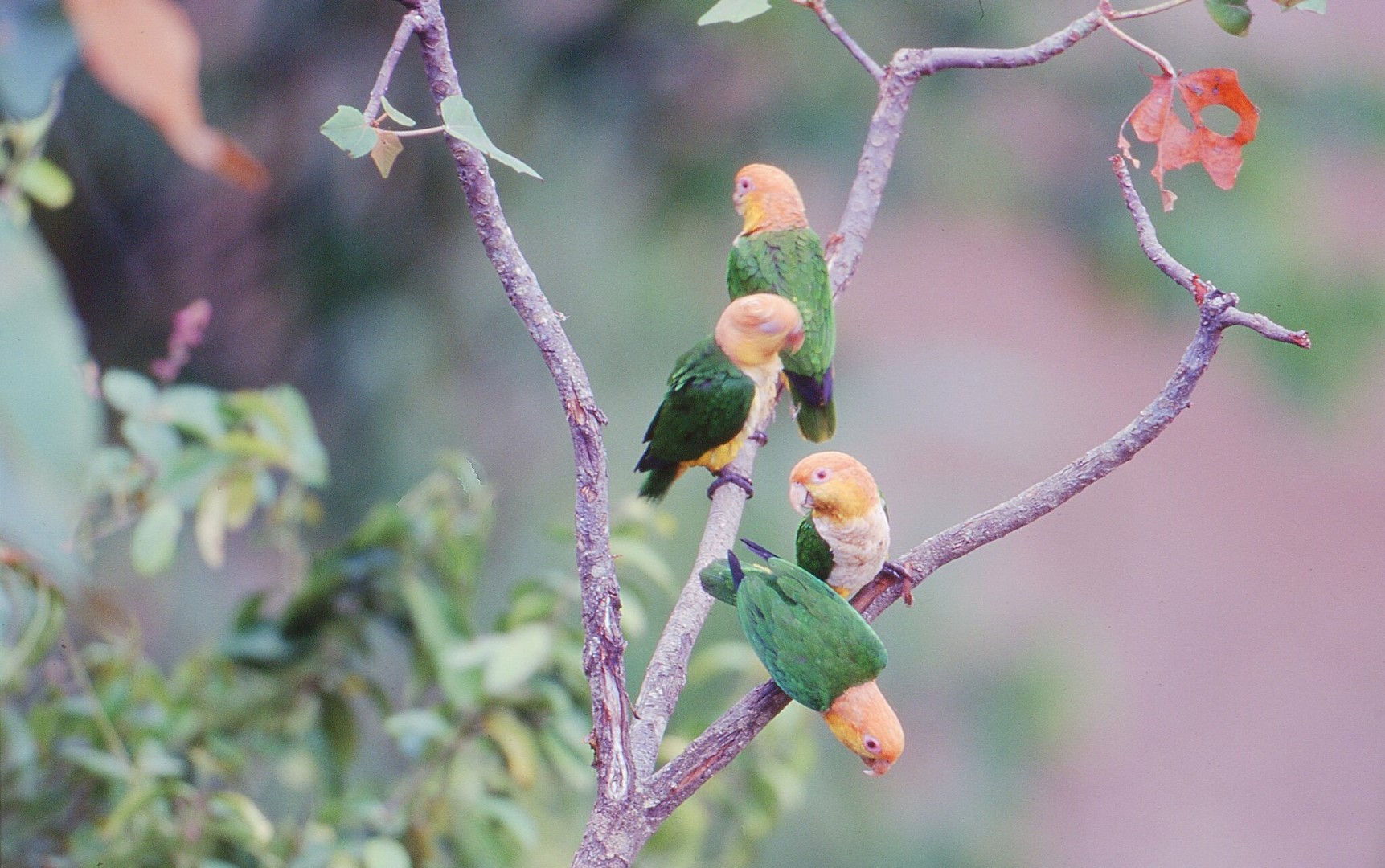 White-bellied parrot