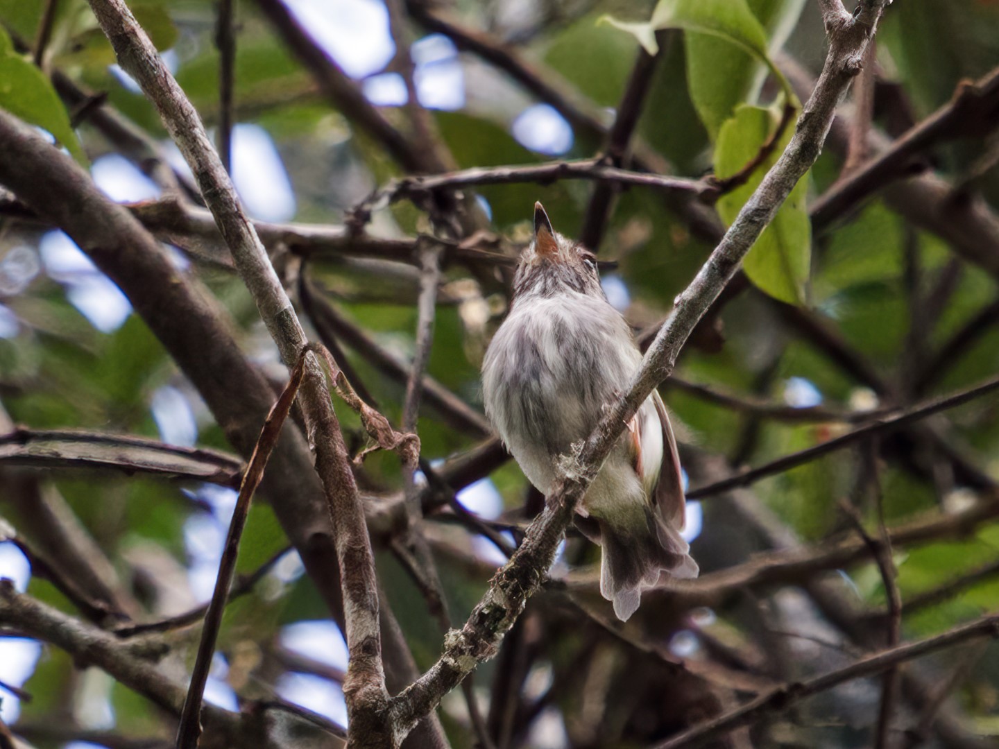 White-bellied Pygmy-Tyrant