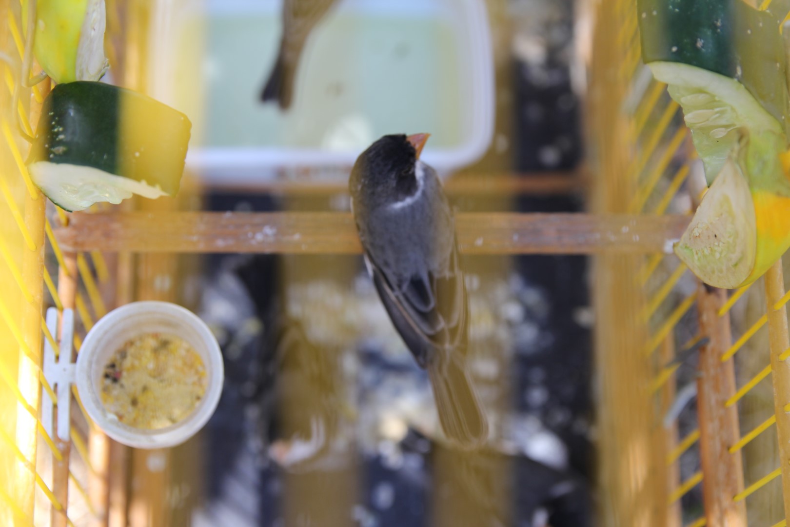 White-bellied Seedeater