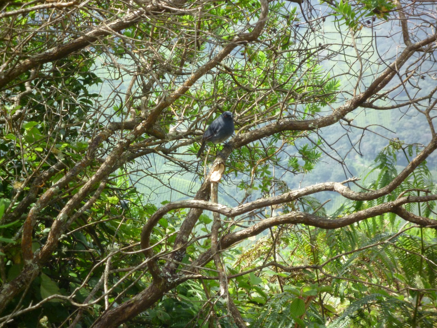 White-bellied Shortwing