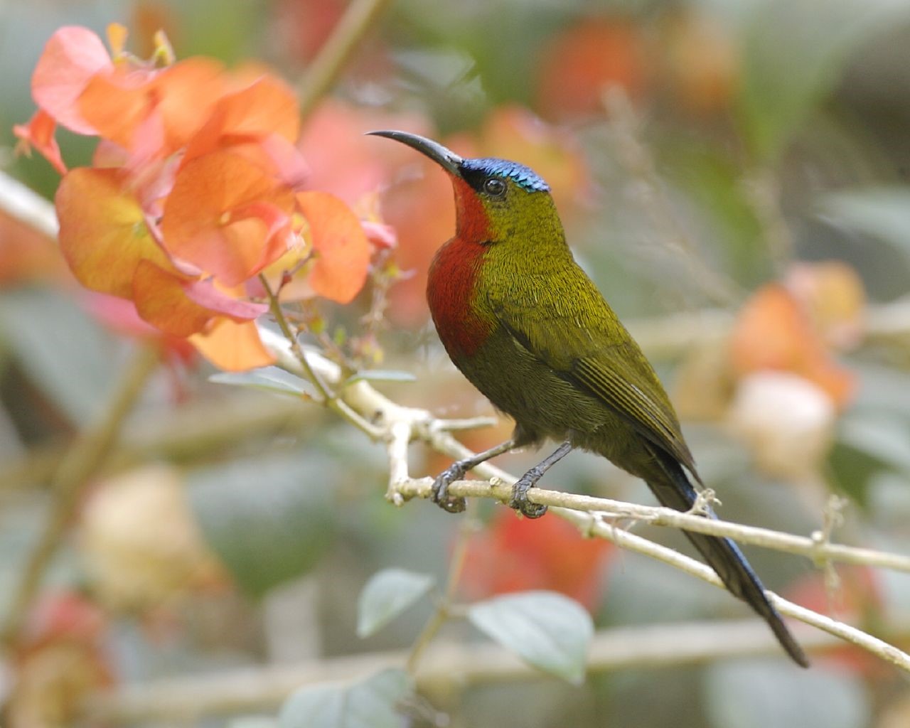 White-bellied Sunbird