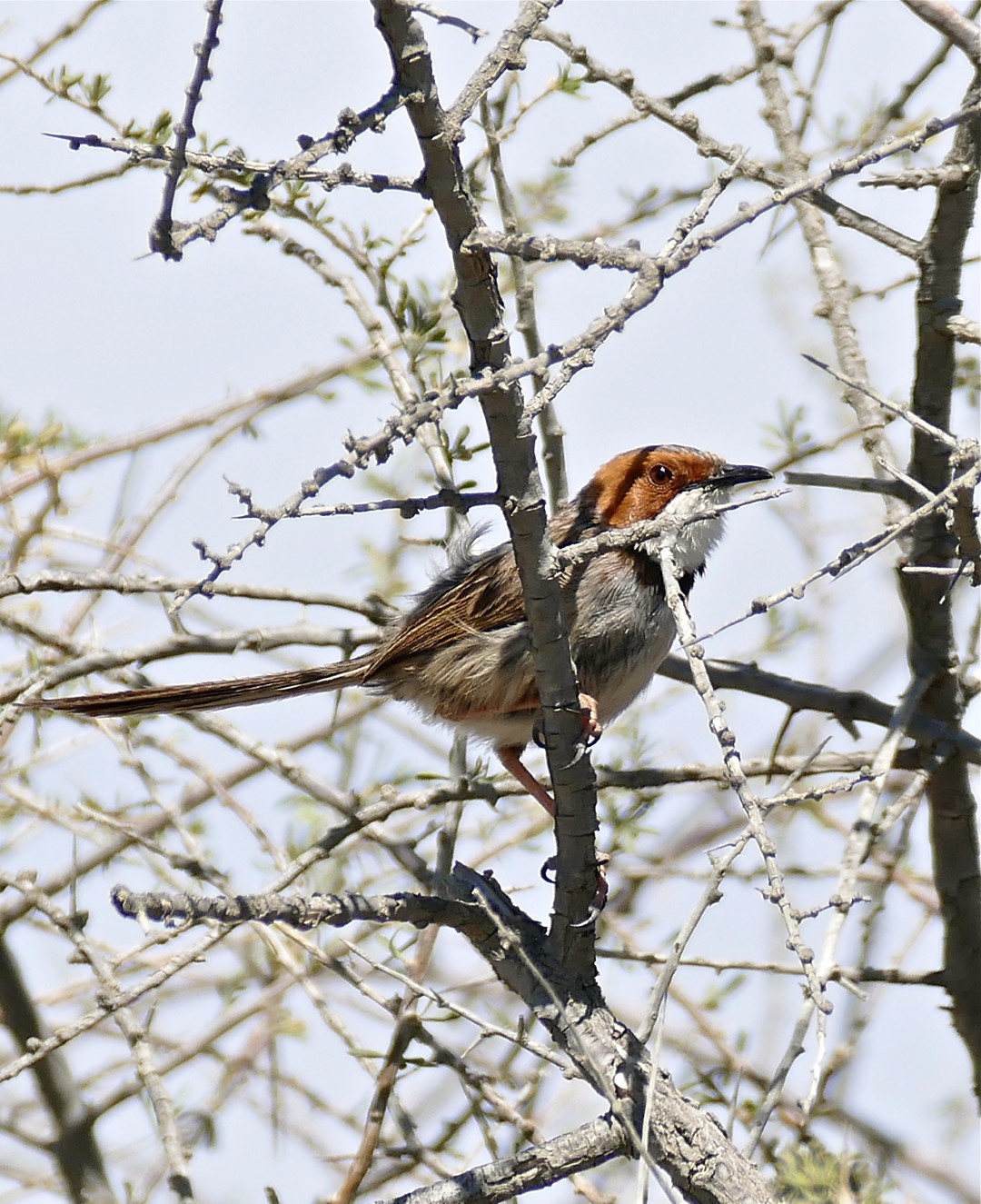 White-bellied Sunbird