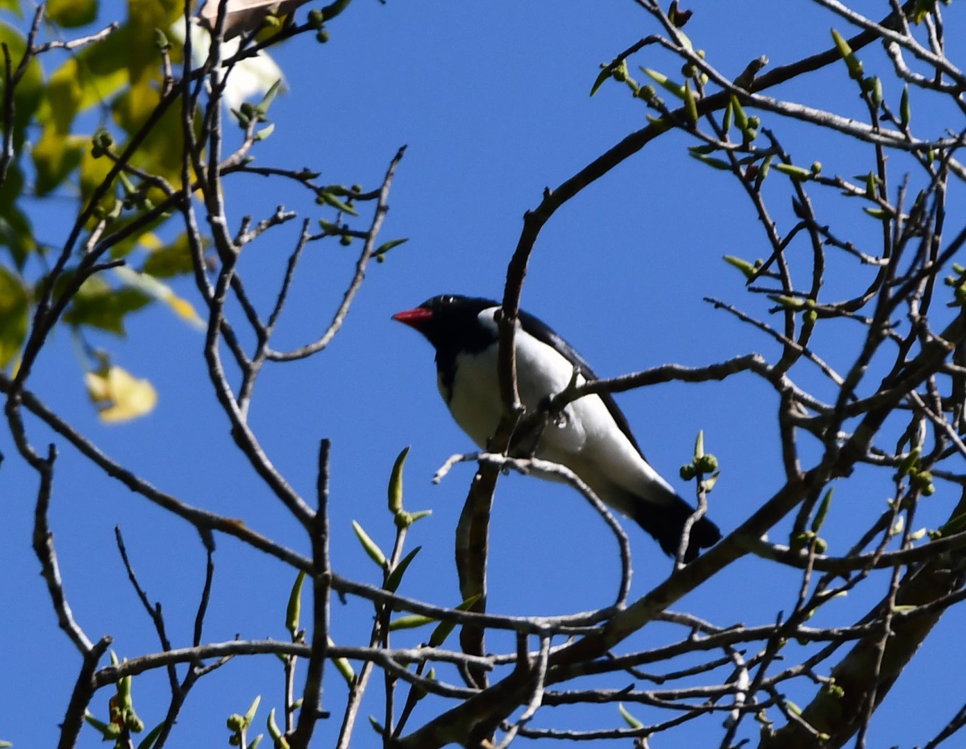 White-bellied Tanager