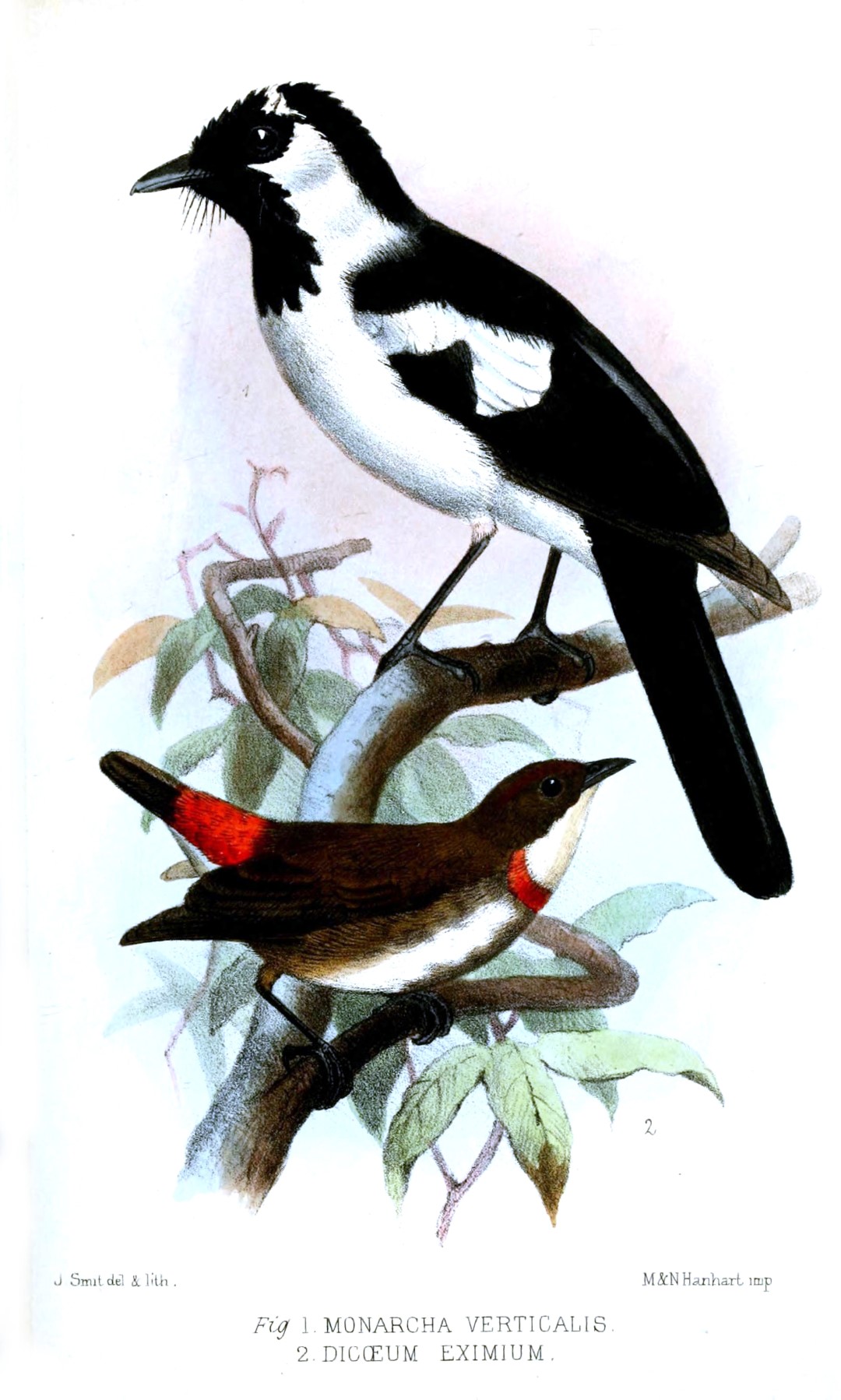 White-bellied Thicket-Fantail