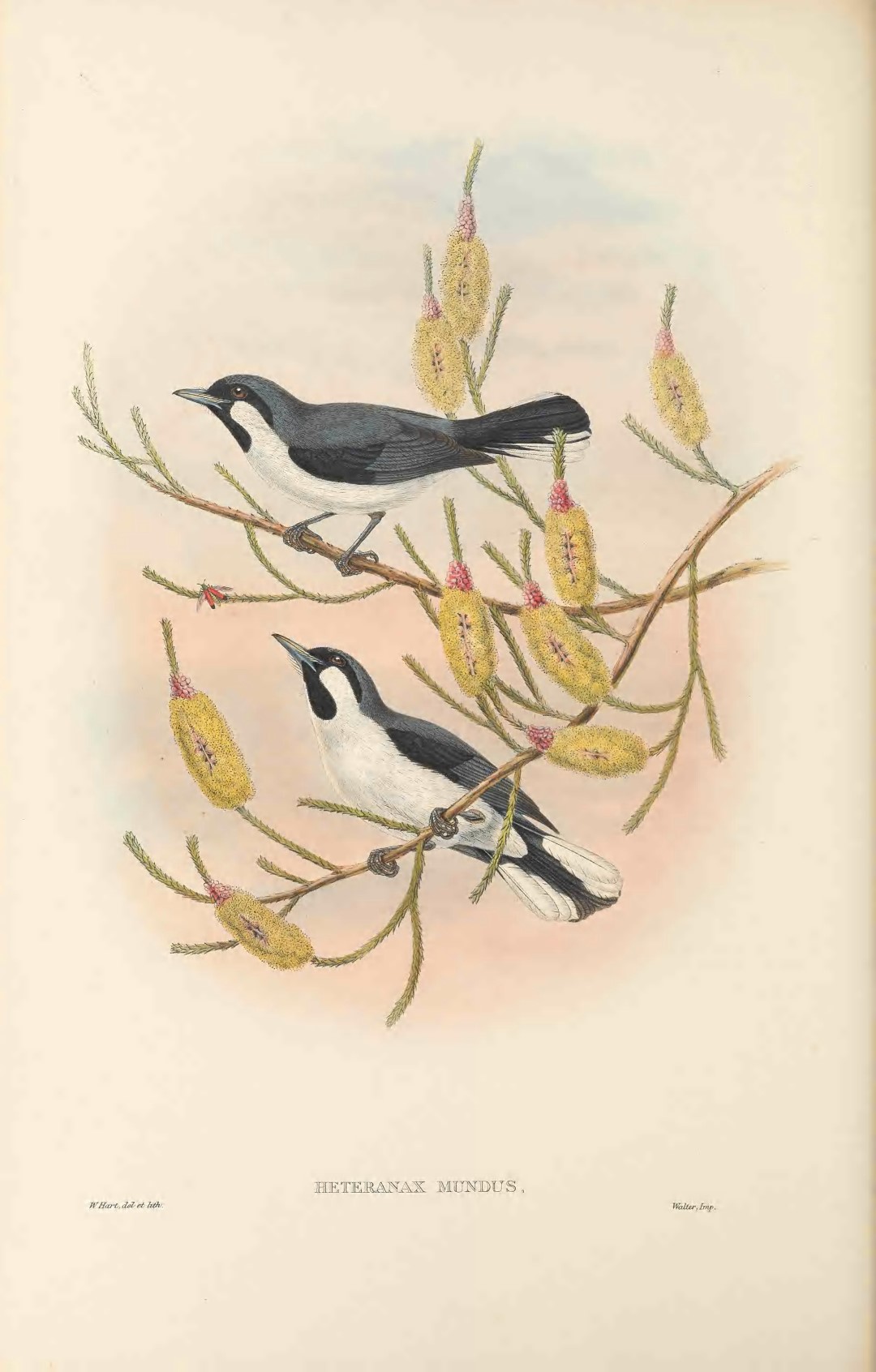 White-bellied Thicket-Fantail