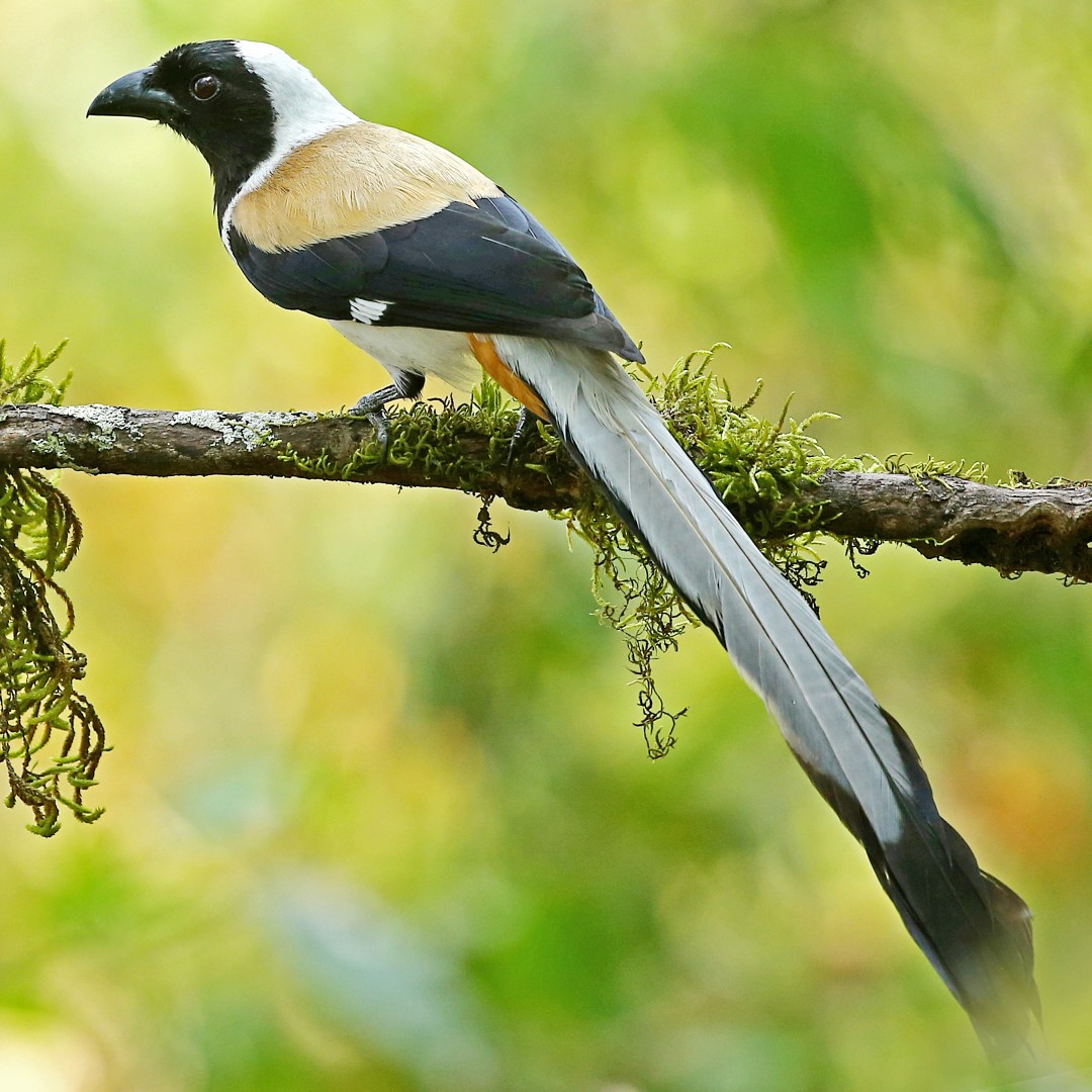 White-bellied Treepie