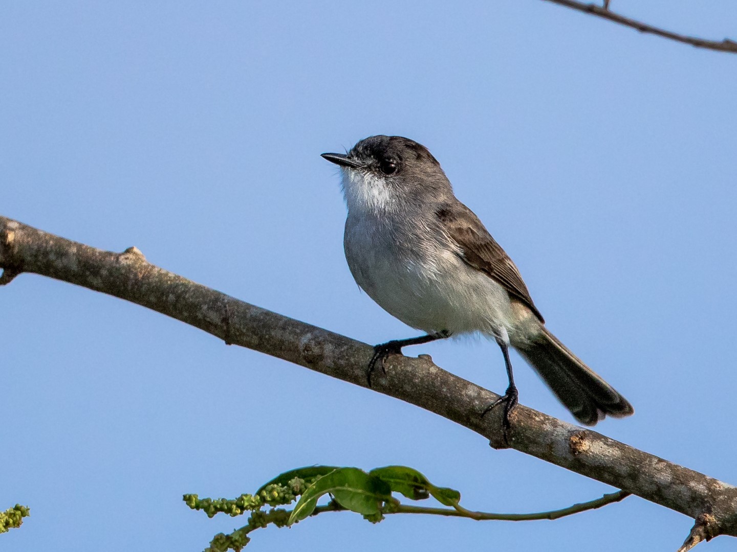 White-bellied Tyrannulet