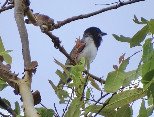 White-bellied Whistler