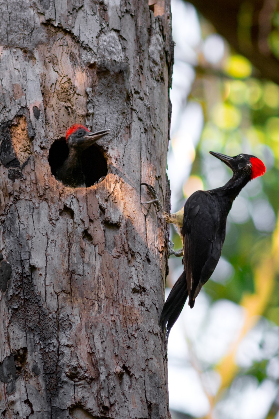 White-bellied Woodpecker