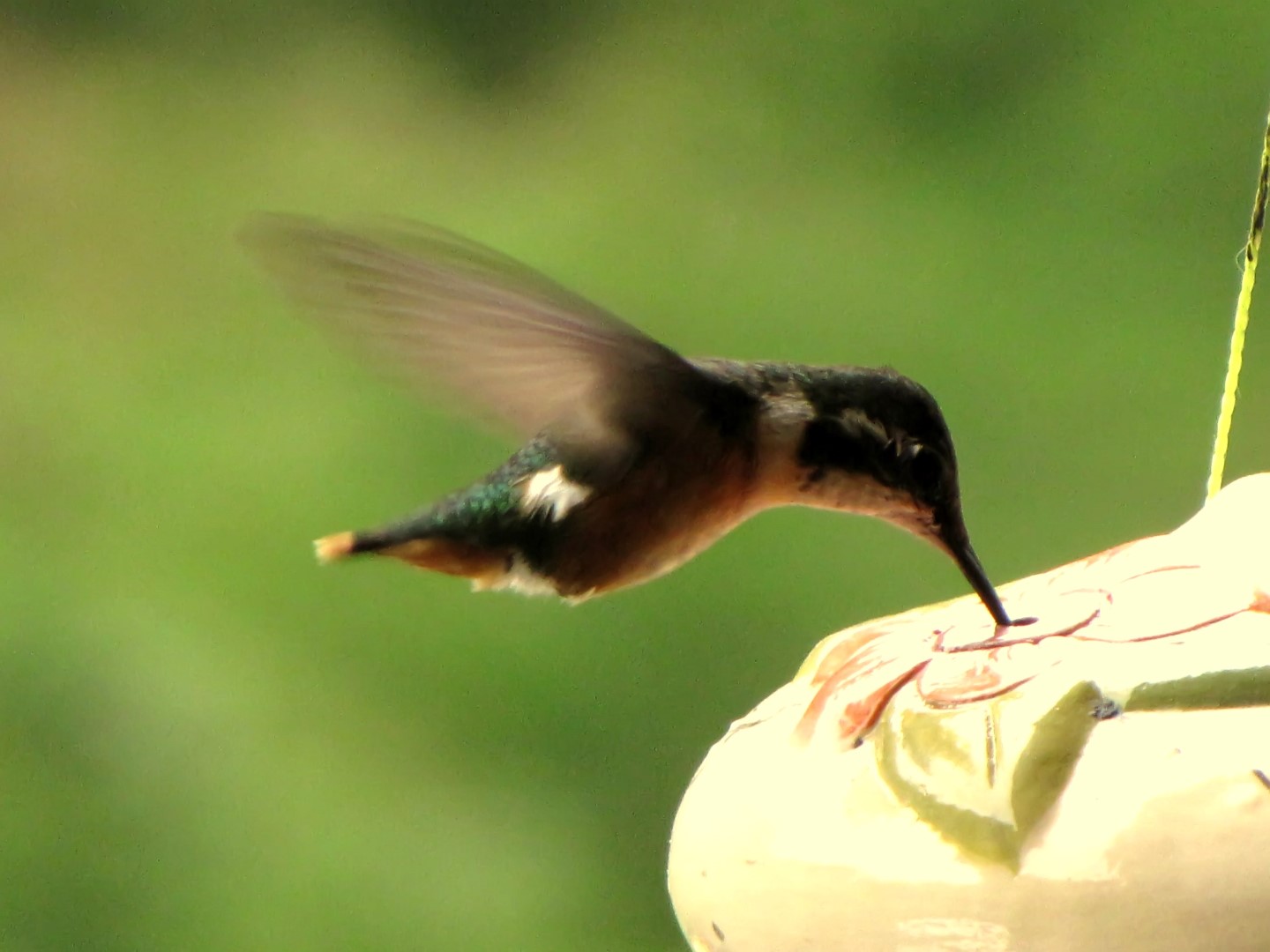 White-bellied Woodstar