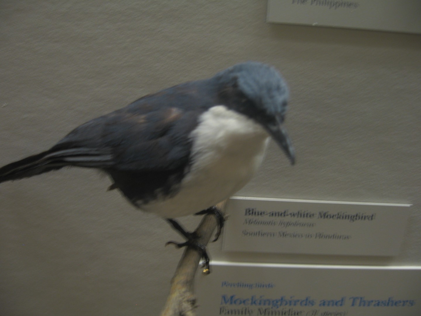 White-bellied Wren