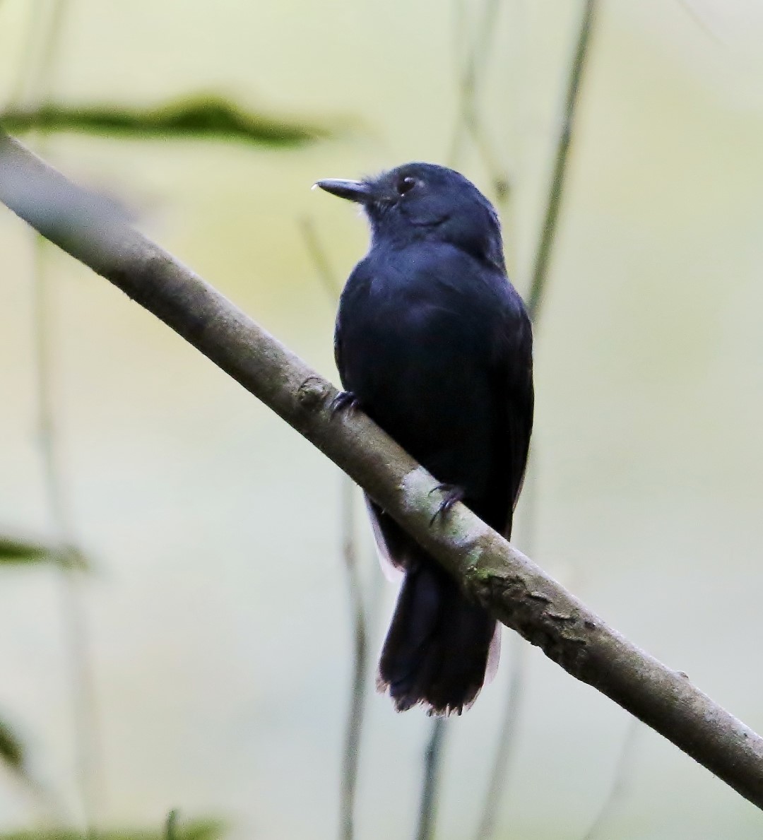 White-bibbed Antbird