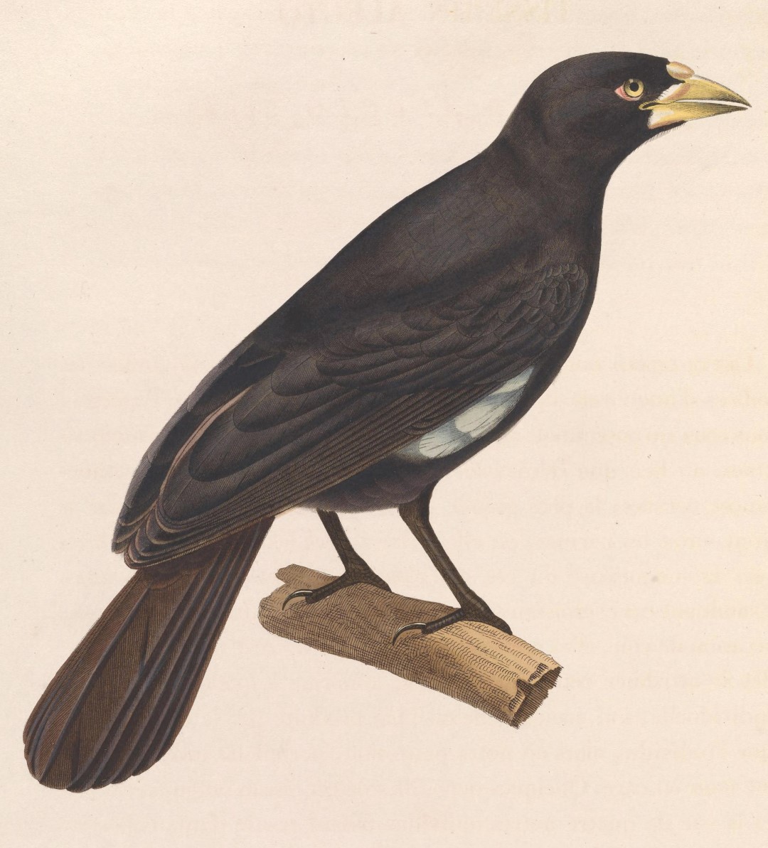 White-billed Buffalo Weaver