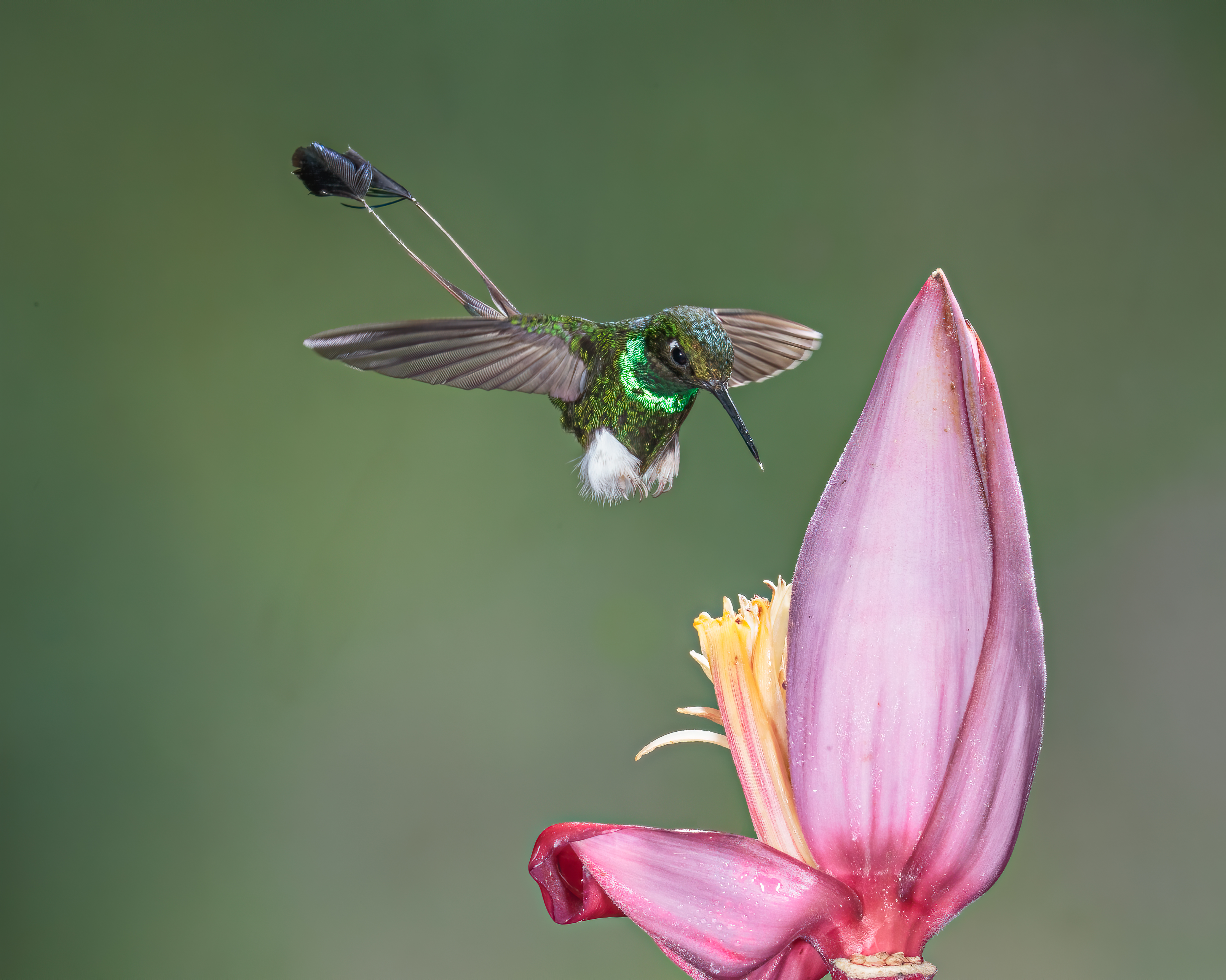 White-booted Racket-tail