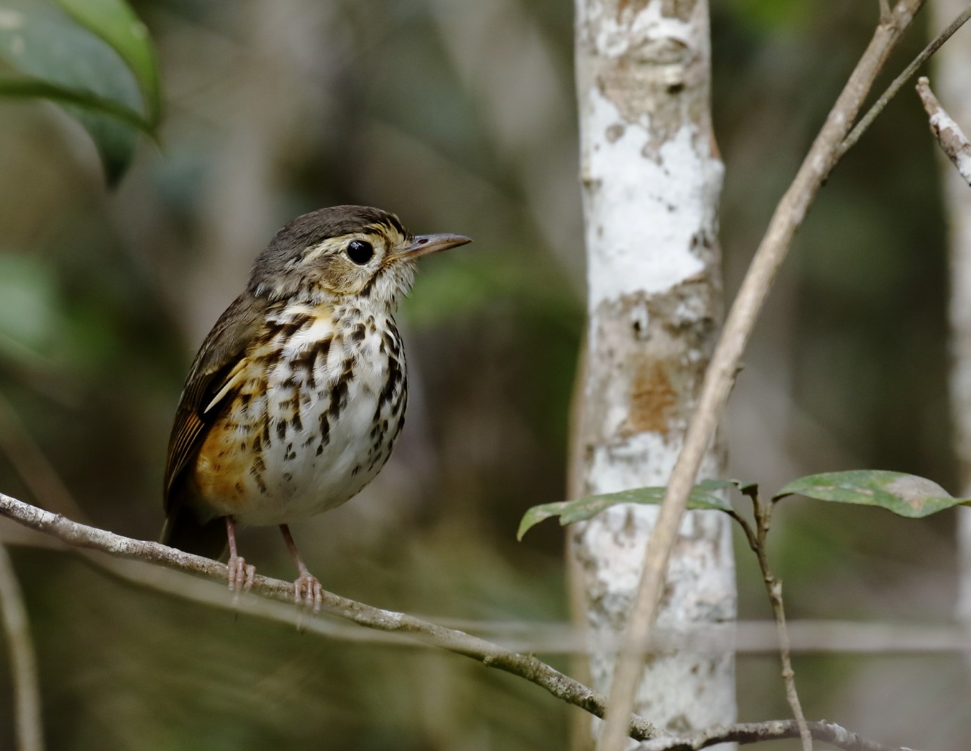 White-breasted Antbird