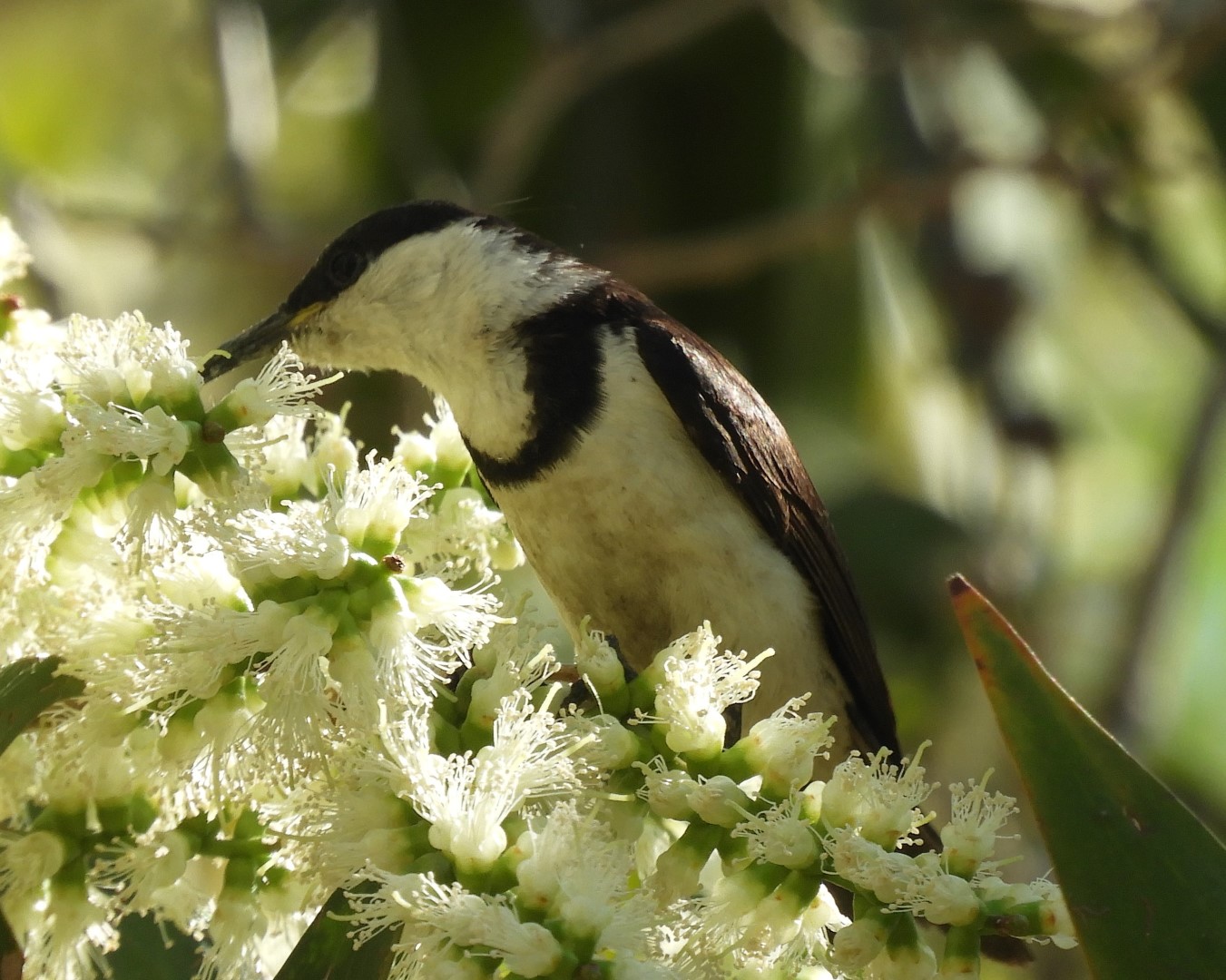 White-breasted Cuckooshrike