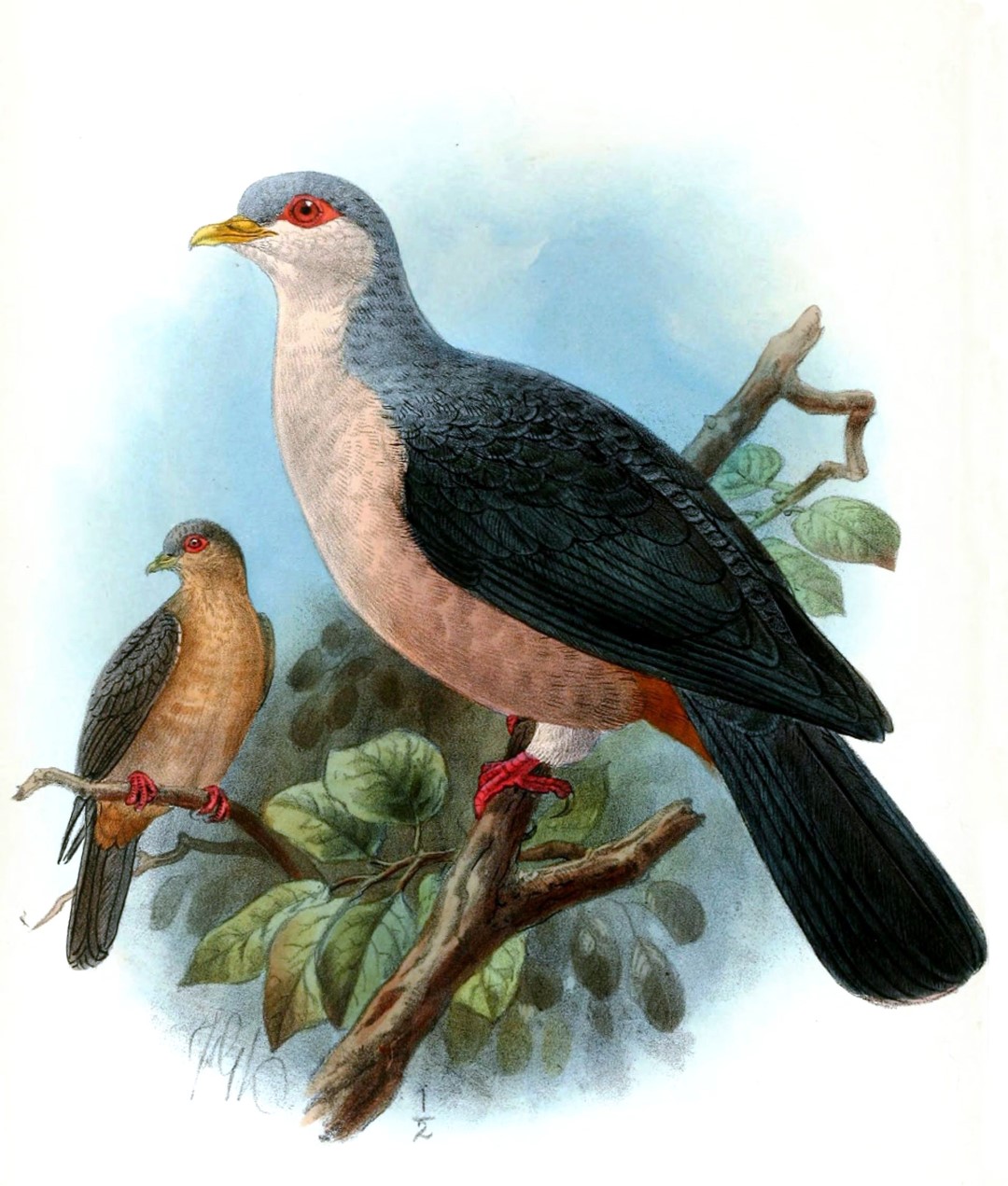 White-breasted Ground Dove