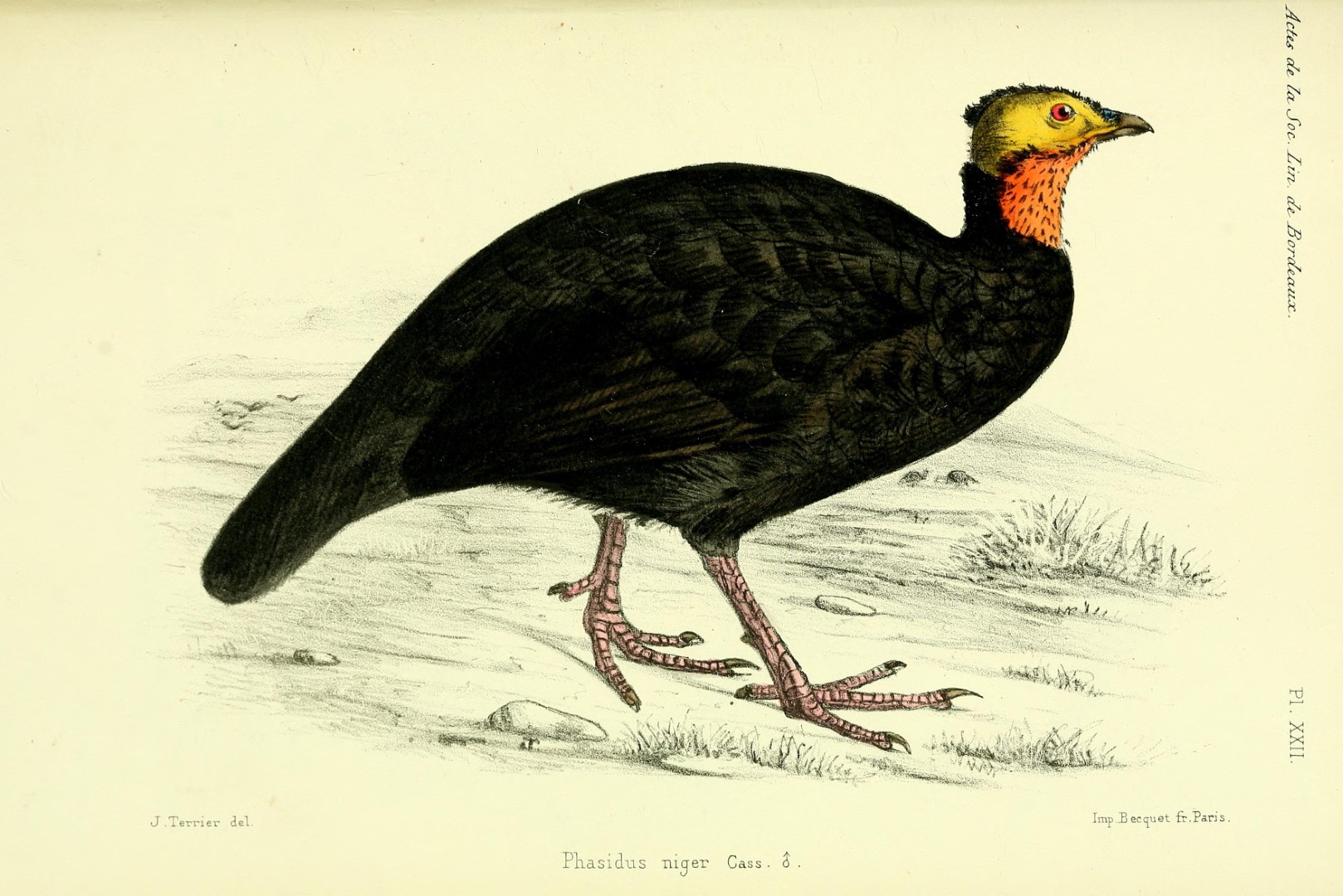 White-breasted Guineafowl