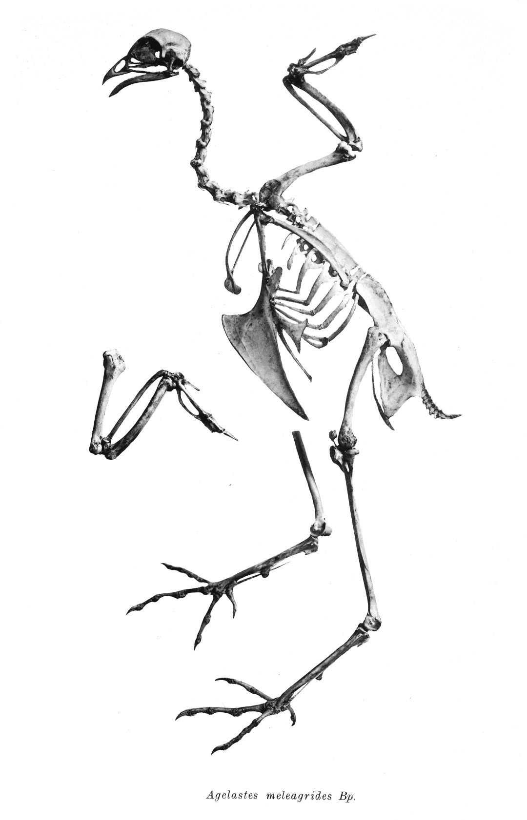 White-breasted Guineafowl