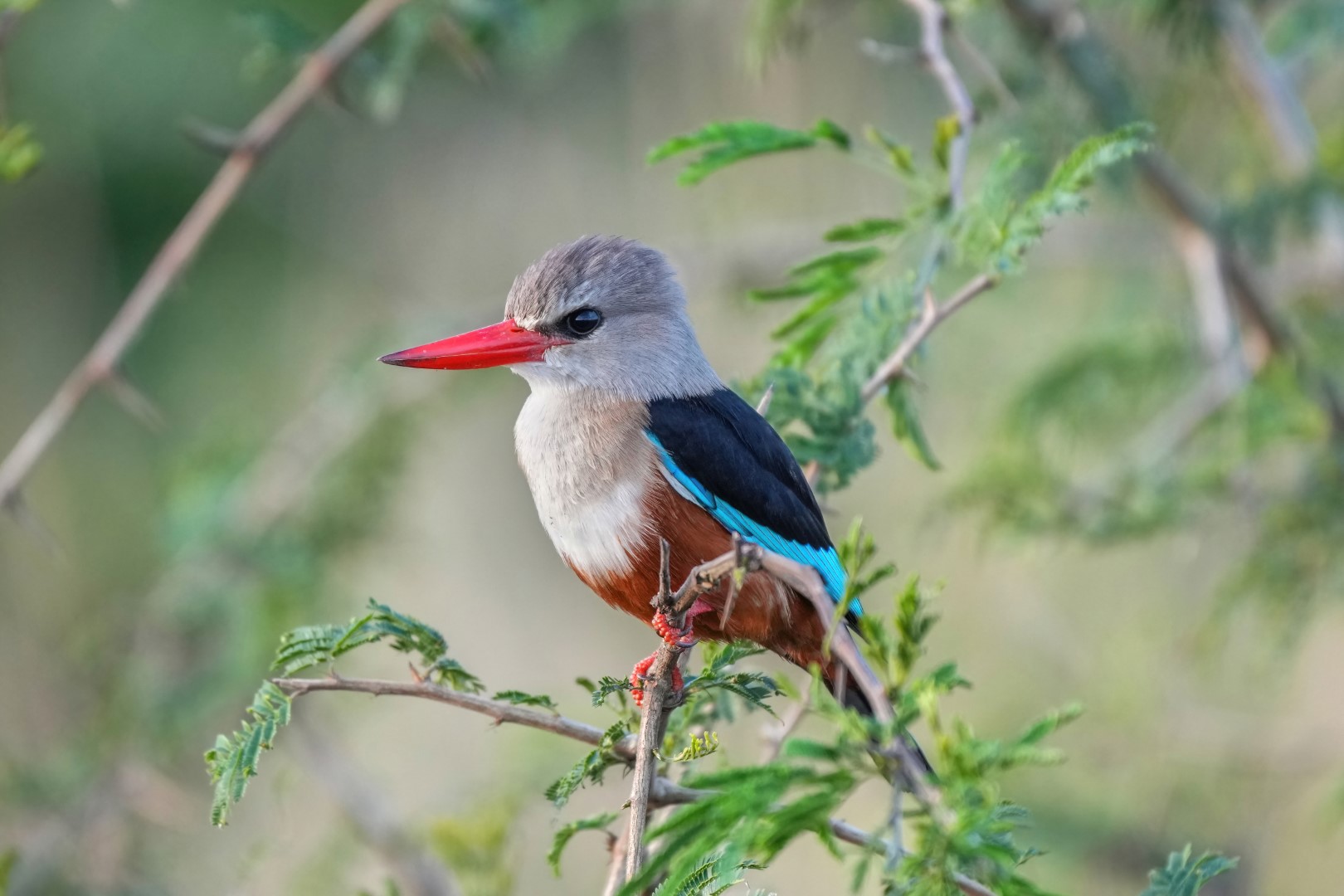 White-breasted Kingfisher