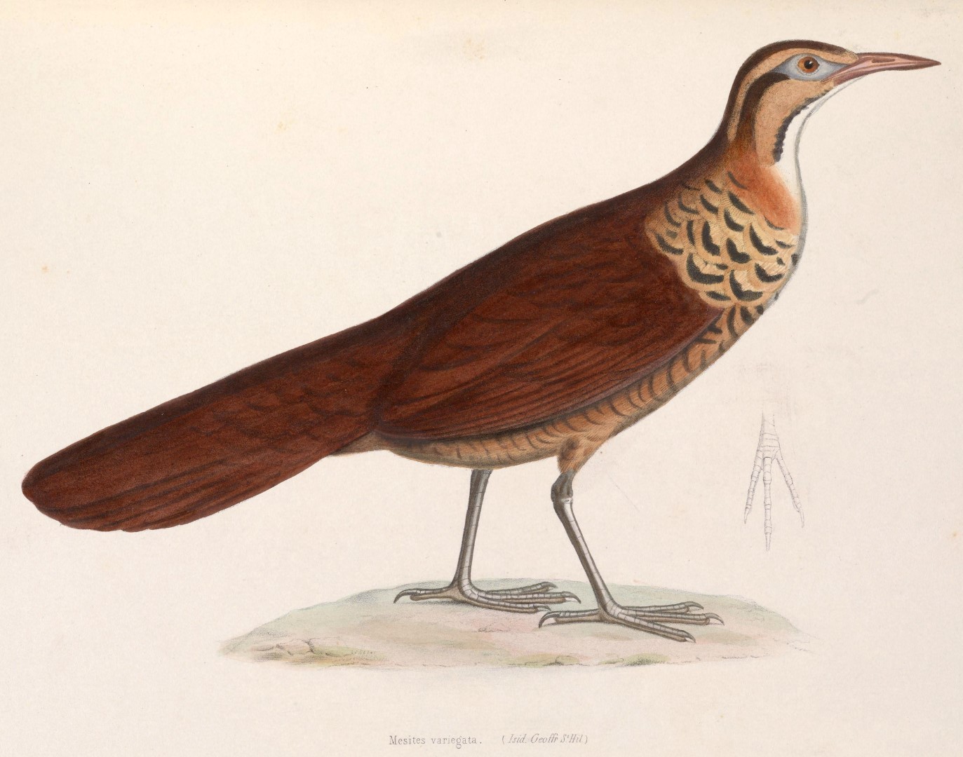 White-breasted Mesite