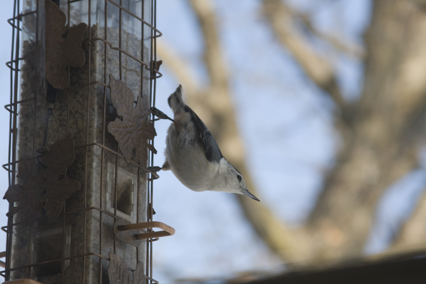 White-breasted Nuthatch