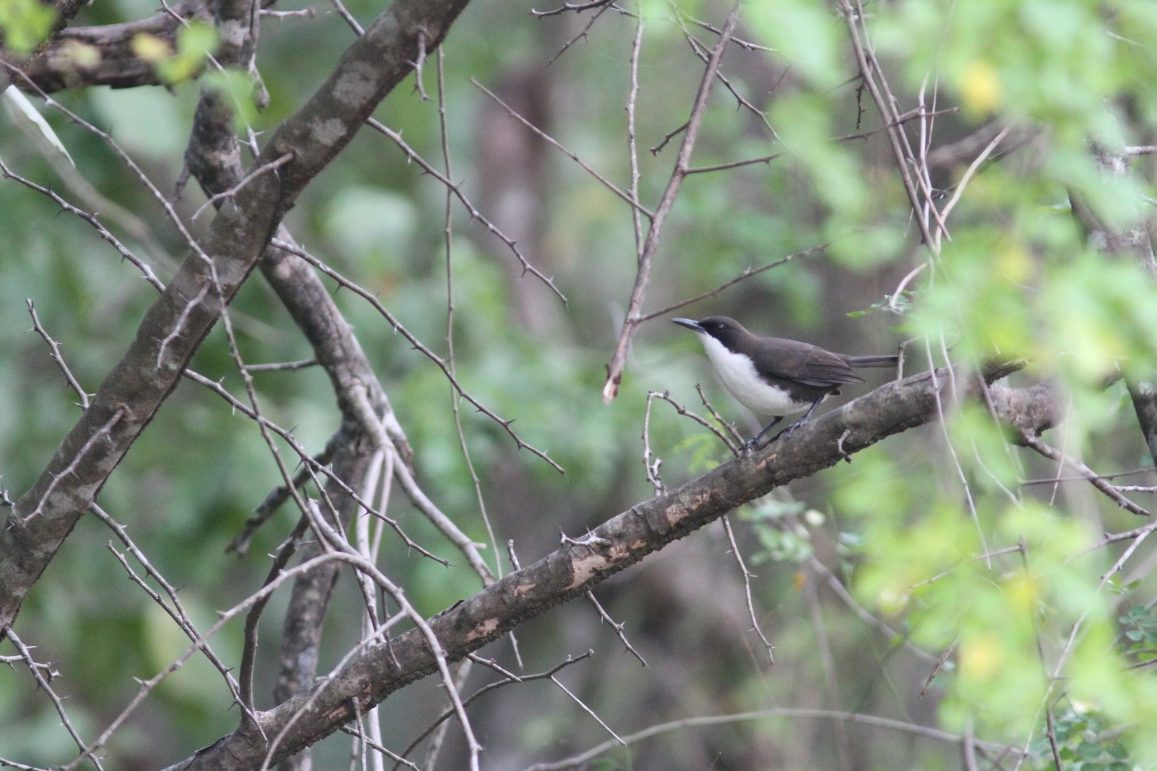 White-breasted Thrush