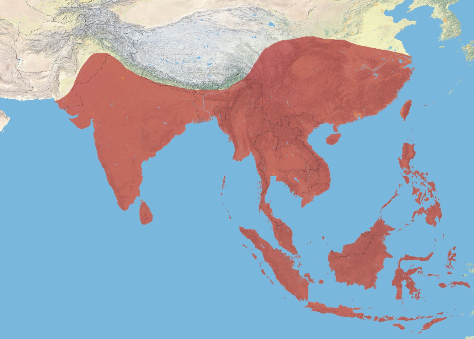 White-breasted Waterhen
