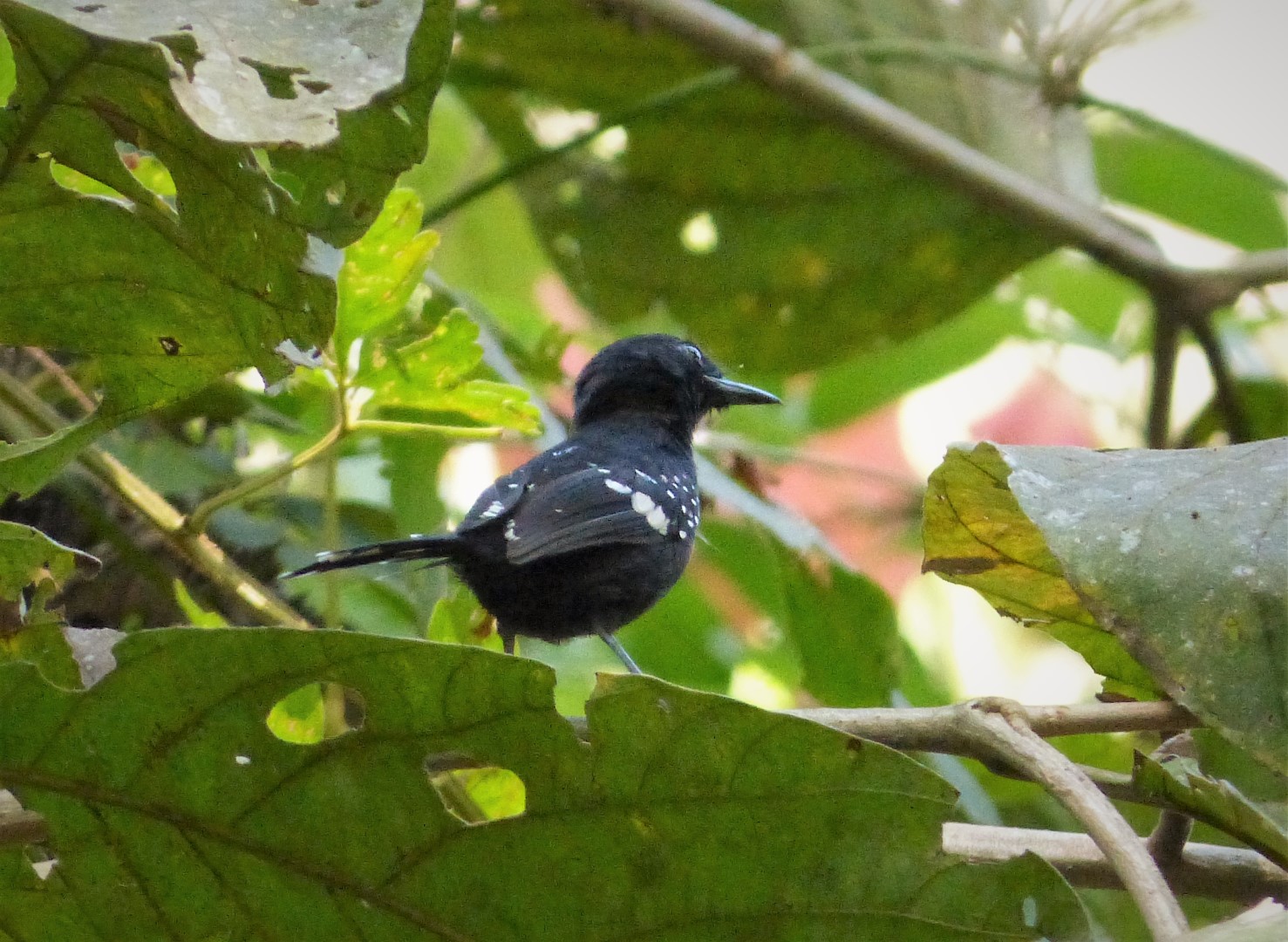 White-breasted Wood Wren