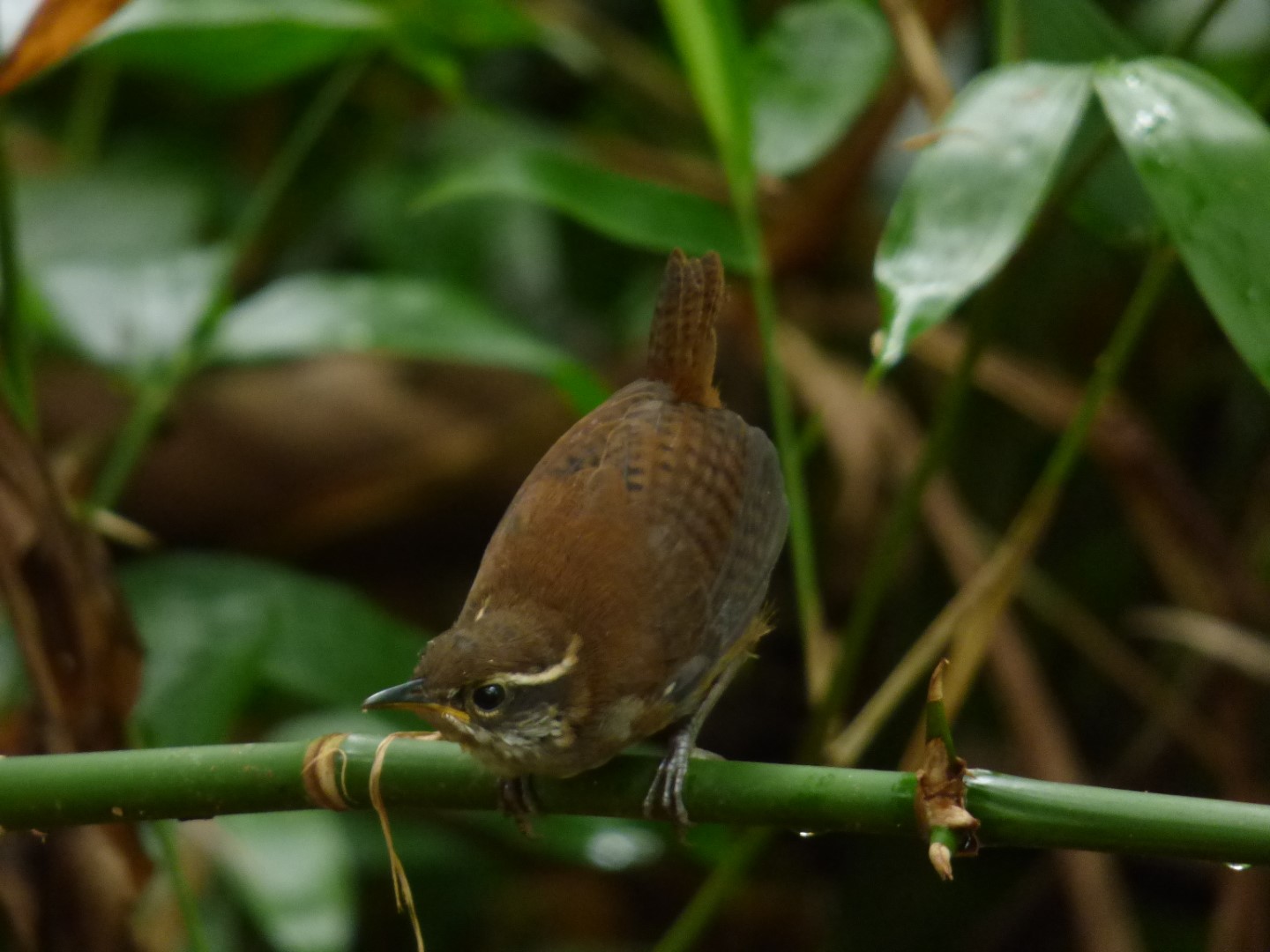 White-breasted Wood-Wren